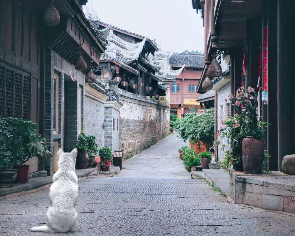 小猫钓鱼游戏龙王版有船